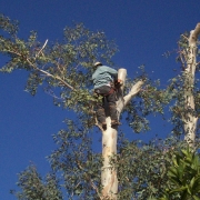 Phoenix Tree Service